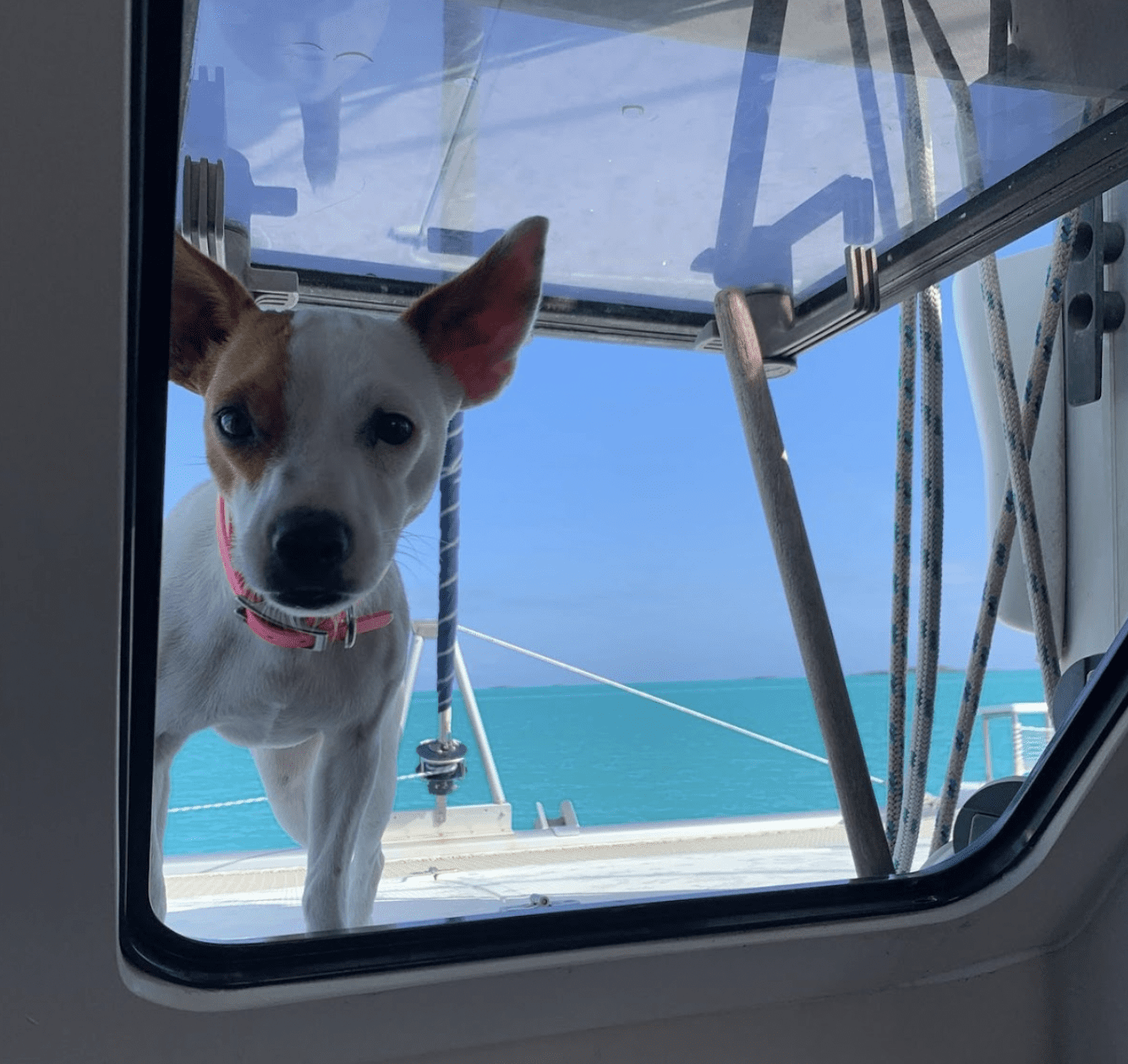 getting your pet into french polynesia